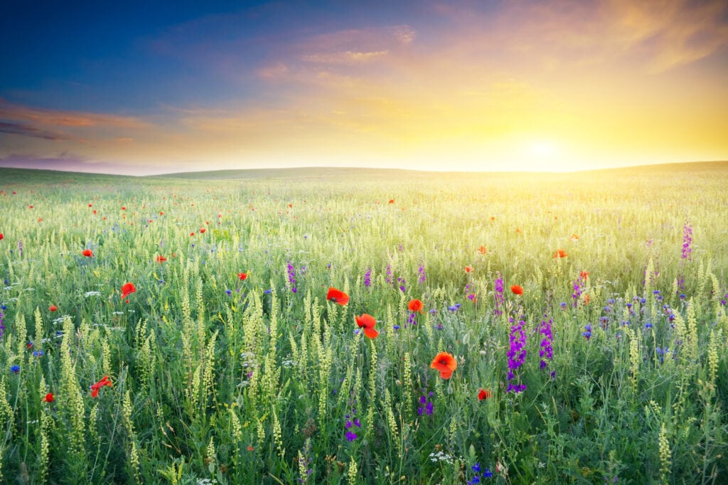A wildflower field showing a positive outlook