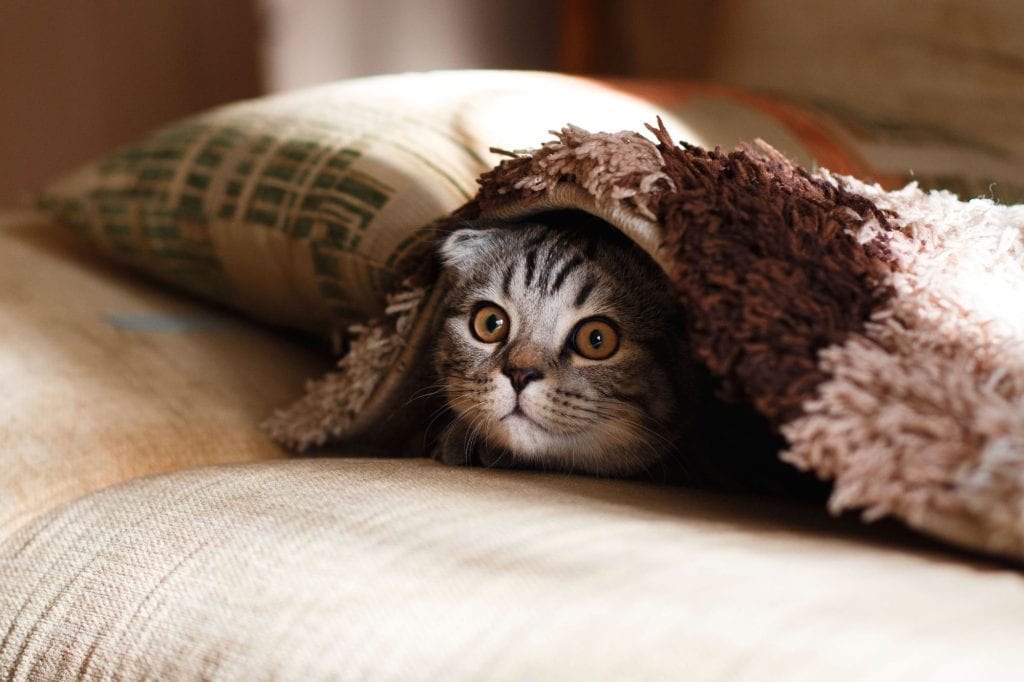Cat under a blanket in bed next to pillows