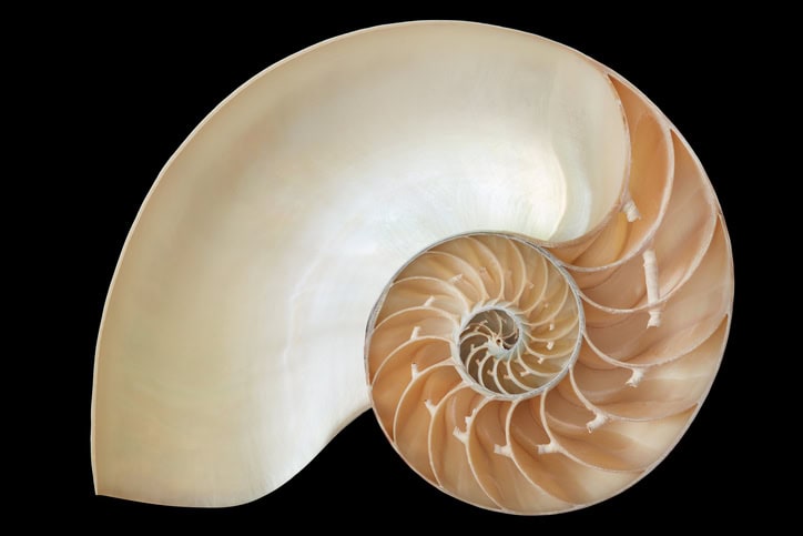cross section of a nautilus shell