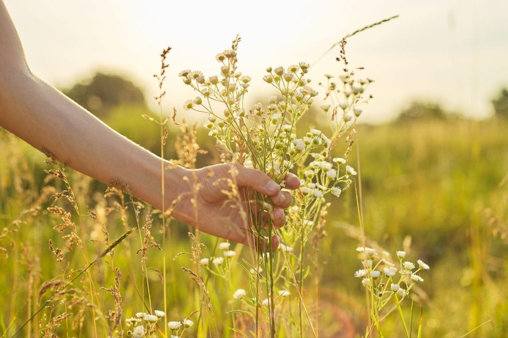 woman's hand touching a flower in a wild field